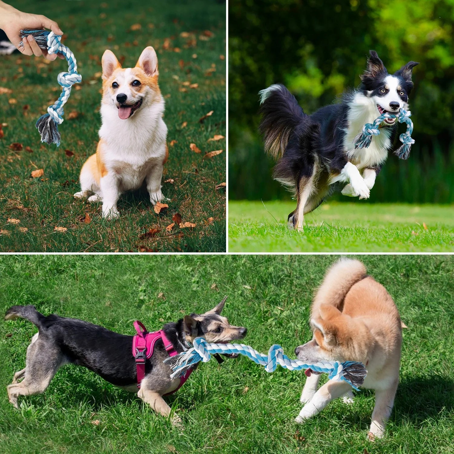 Durable Braided Cotton Dog Rope Toy with Three Knots - Ideal for Teeth Cleaning and Playtime (Blue)